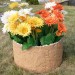 Цветник КАНЬОН купить в Новокузнецке